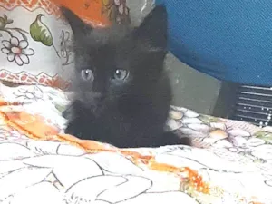 Gato raça srd idade 2 a 6 meses nome Dunna