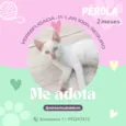 Pérola