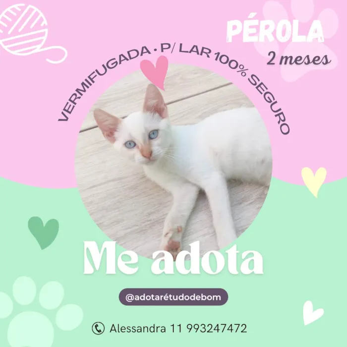 Gato ra a SRD-ViraLata idade 2 a 6 meses nome Pérola