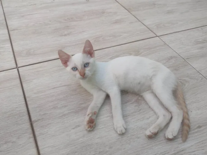 Gato ra a SRD-ViraLata idade 2 a 6 meses nome Pérola