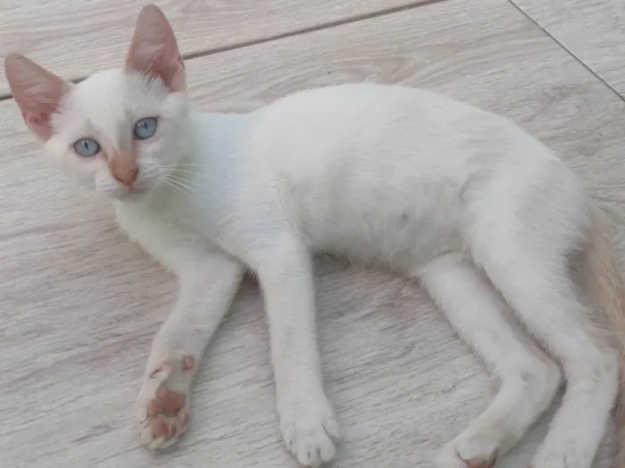 Gato ra a SRD-ViraLata idade 2 a 6 meses nome Pérola