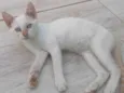 Pérola