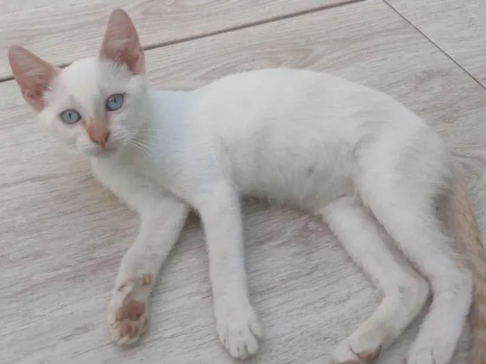 Gato ra a SRD-ViraLata idade 2 a 6 meses nome Pérola