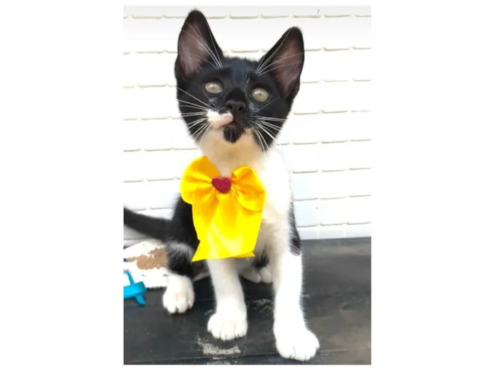 Gato ra a SRD-ViraLata idade 2 a 6 meses nome Talita