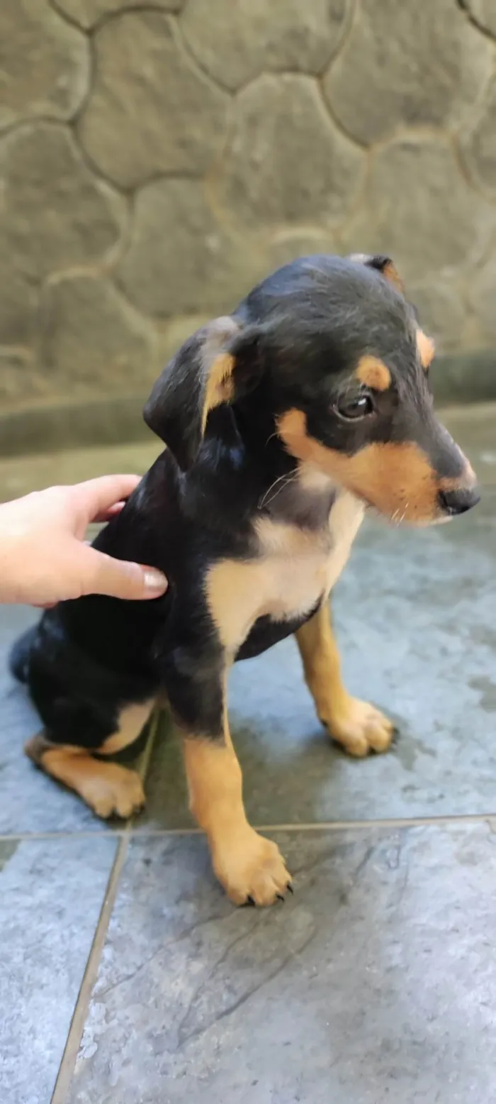 Cachorro ra a Pintcher idade 2 a 6 meses nome Thor