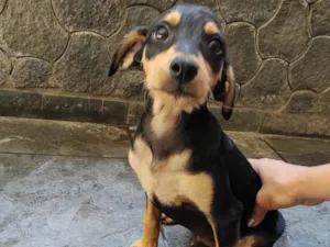 Cachorro raça Pintcher idade 2 a 6 meses nome Thor
