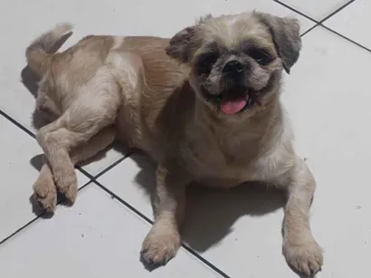 Cachorro raça Shitzu idade 2 anos nome Mel