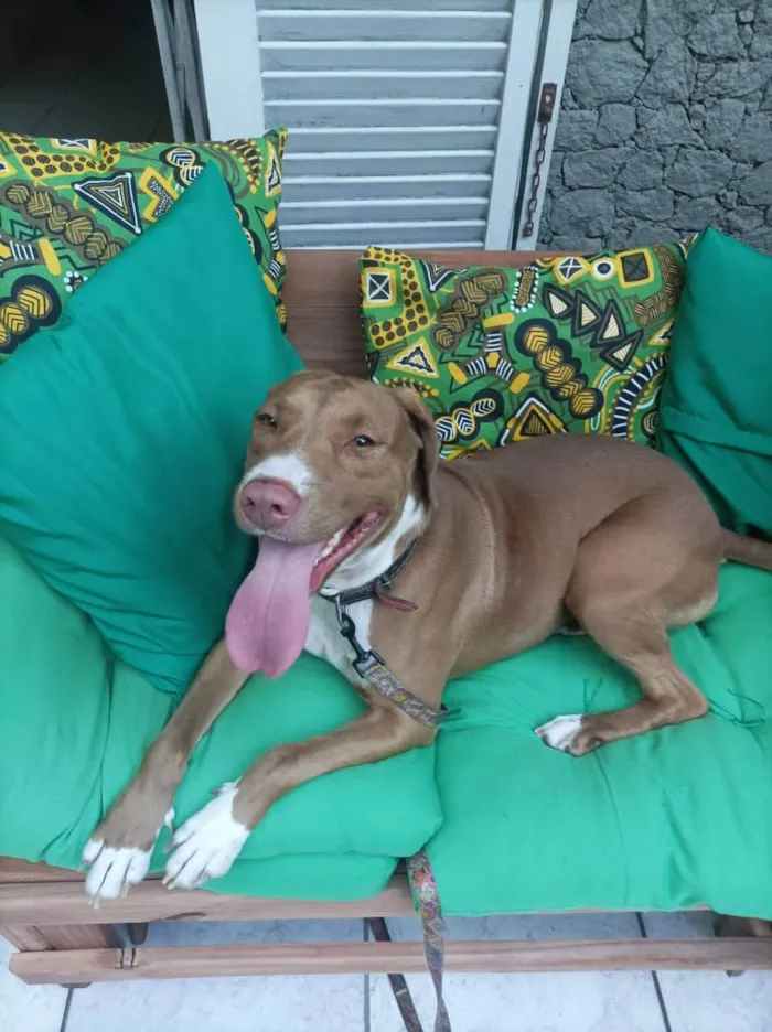 Cachorro ra a Pit-Bull idade 2 anos nome Valentina 