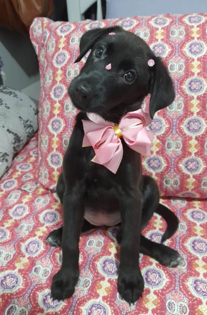 Cachorro ra a SRD-ViraLata idade 2 a 6 meses nome Ruby