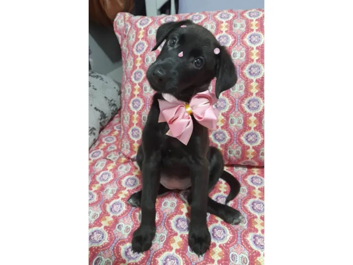 Cachorro ra a SRD-ViraLata idade 2 a 6 meses nome Ruby