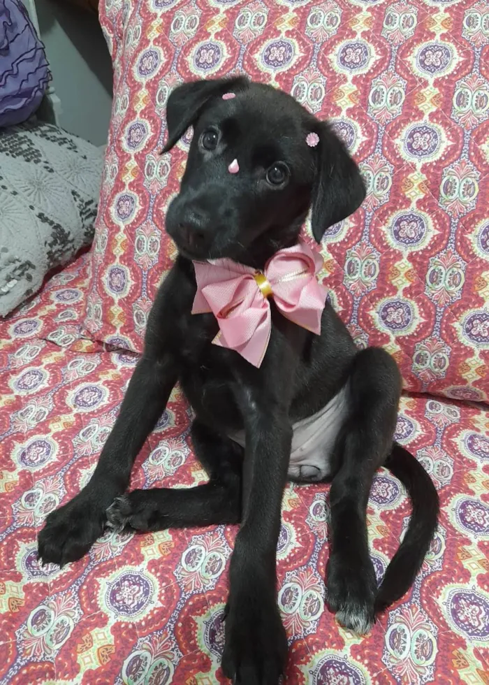 Cachorro ra a SRD-ViraLata idade 2 a 6 meses nome Ruby