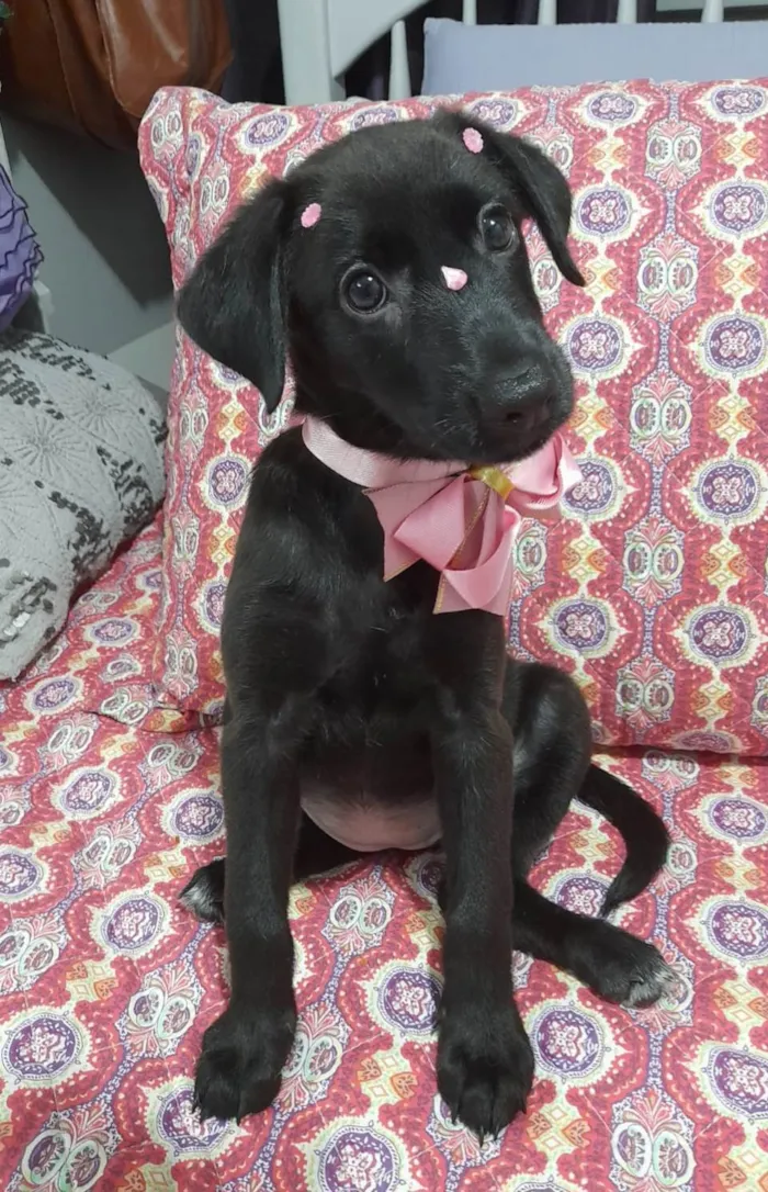 Cachorro ra a SRD-ViraLata idade 2 a 6 meses nome Ruby