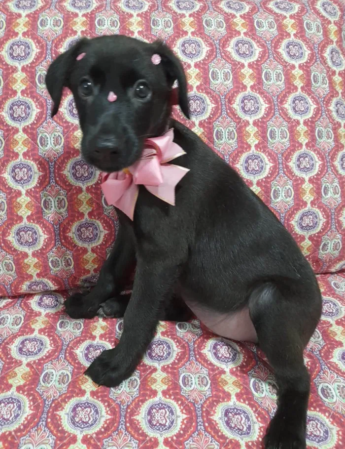 Cachorro ra a SRD-ViraLata idade 2 a 6 meses nome Ruby