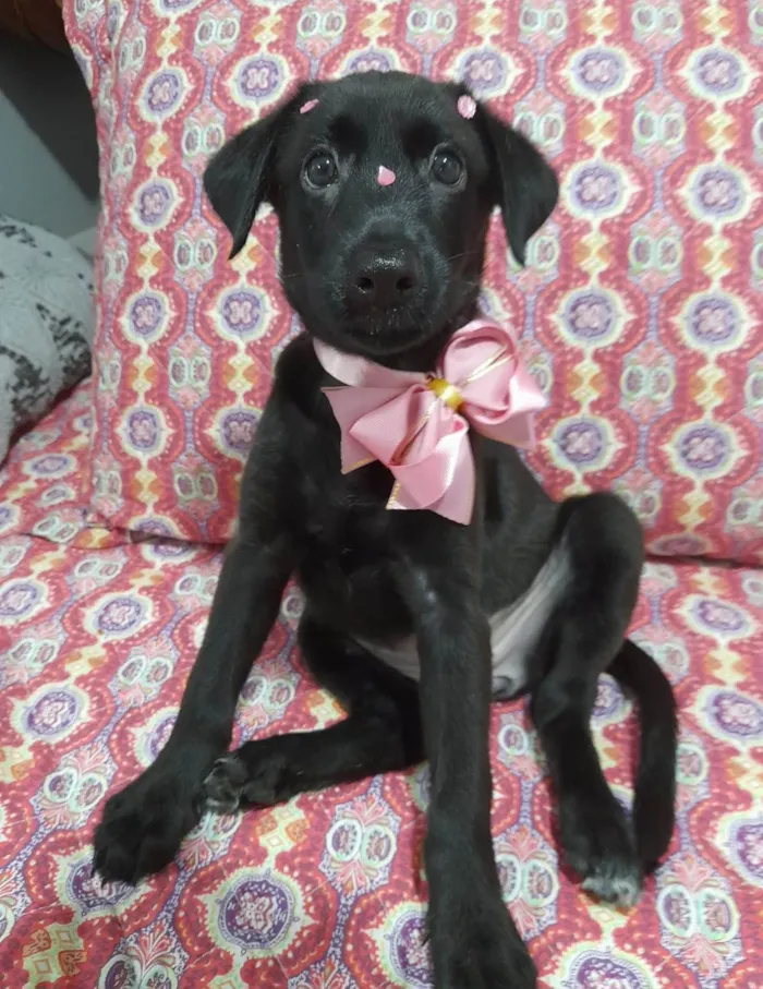 Cachorro ra a SRD-ViraLata idade 2 a 6 meses nome Ruby