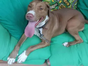 Cachorro raça Pit-Bull idade 2 anos nome Valentina 