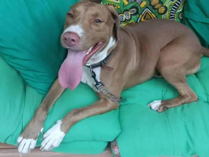 Cachorro ra a Pit-Bull idade 2 anos nome Valentina 