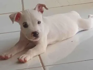 Cachorro raça Pitbull com vira lata  idade Abaixo de 2 meses nome Não tem nome 