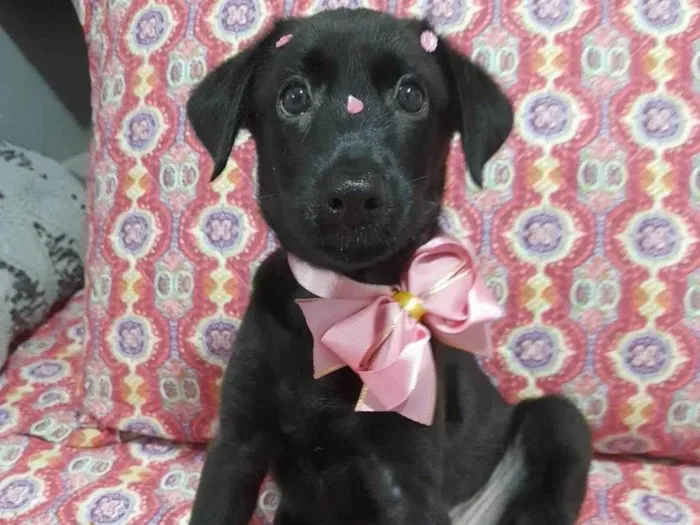 Cachorro ra a SRD-ViraLata idade 2 a 6 meses nome Ruby