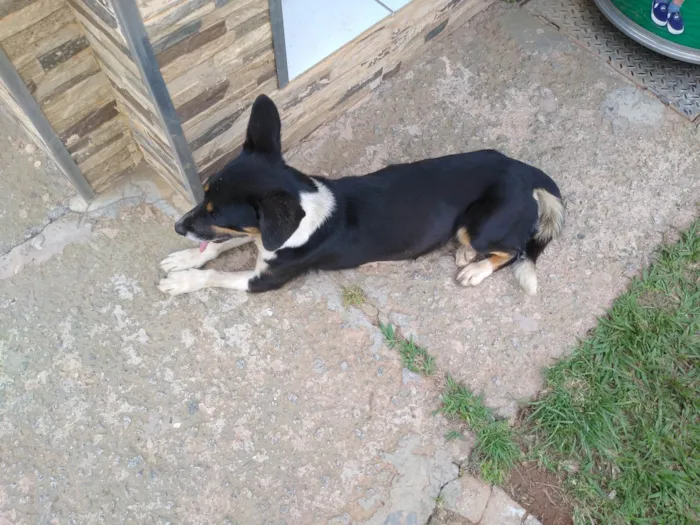 Cachorro ra a SRD-ViraLata idade 1 ano nome Desconhecido