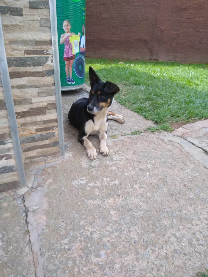 Cachorro ra a SRD-ViraLata idade 1 ano nome Desconhecido