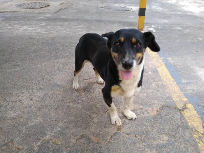 Cachorro ra a SRD-ViraLata idade 1 ano nome Desconhecido