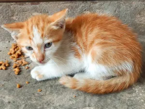 Gato raça Normal idade Abaixo de 2 meses nome Sem nome