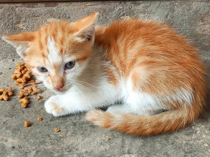 Gato ra a Normal idade Abaixo de 2 meses nome Sem nome