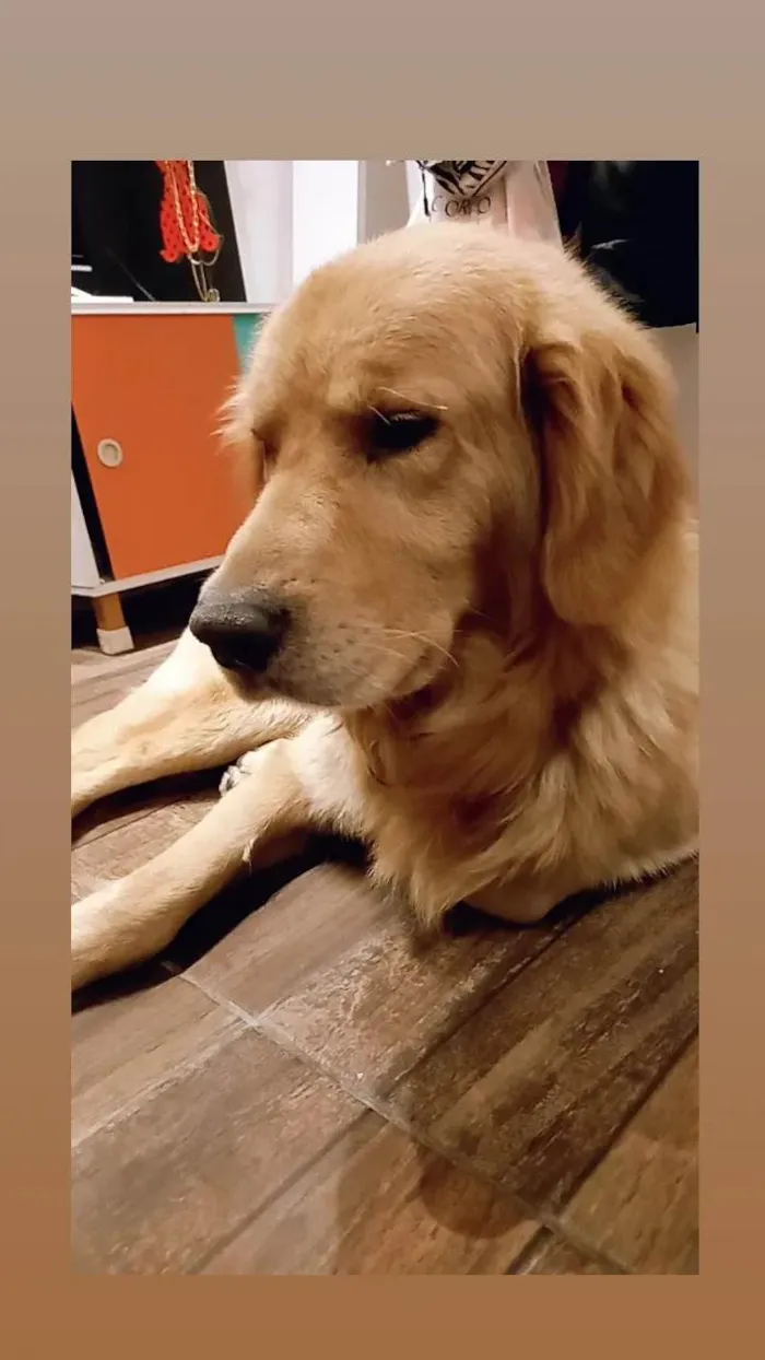 Cachorro ra a Golden Retriver idade 6 ou mais anos nome Benny