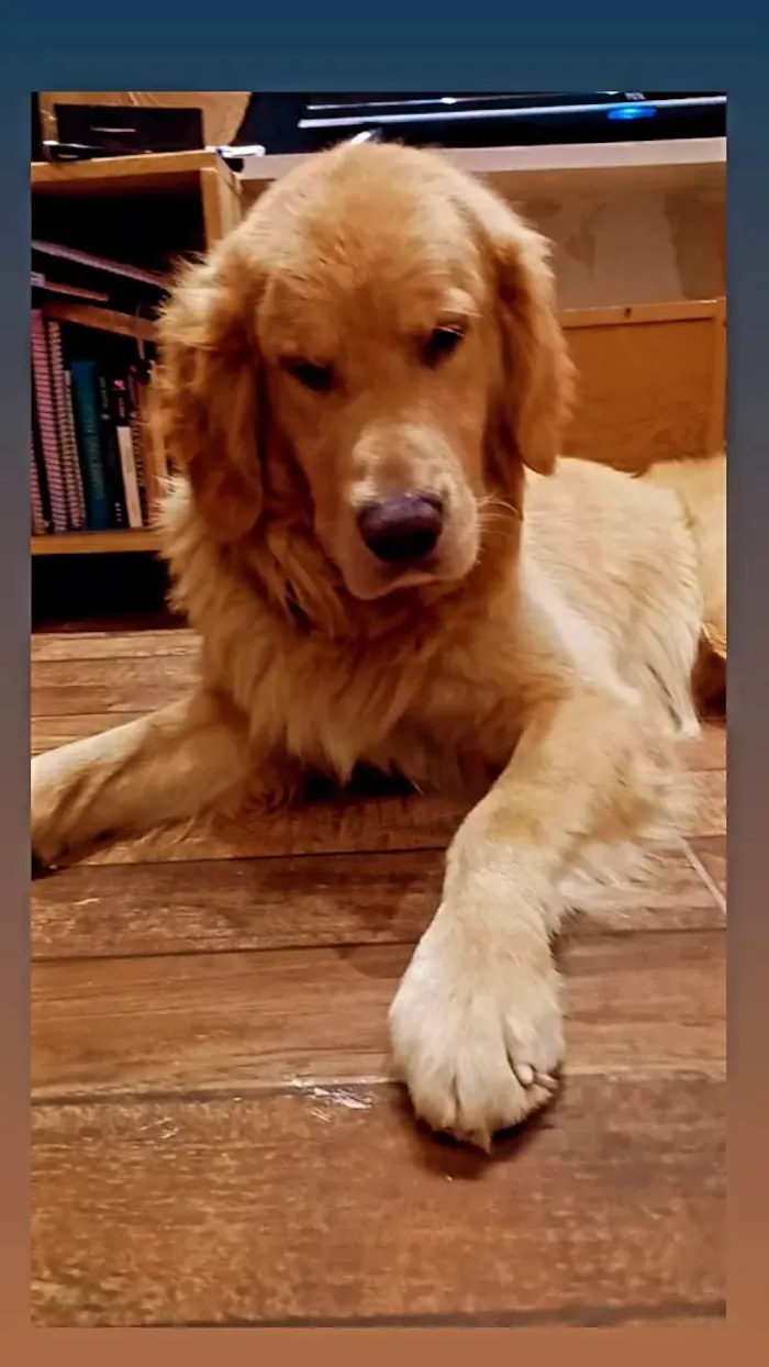 Cachorro ra a Golden Retriver idade 6 ou mais anos nome Benny