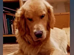 Cachorro raça Golden Retriver idade 6 ou mais anos nome Benny