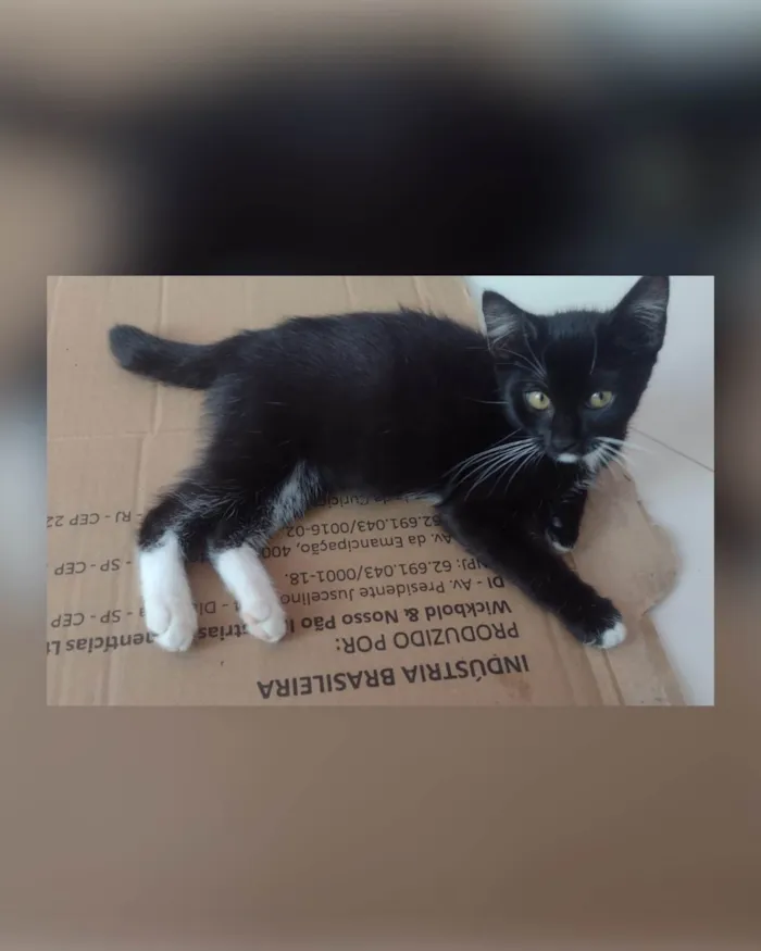 Gato ra a SRD-ViraLata idade Abaixo de 2 meses nome Lola
