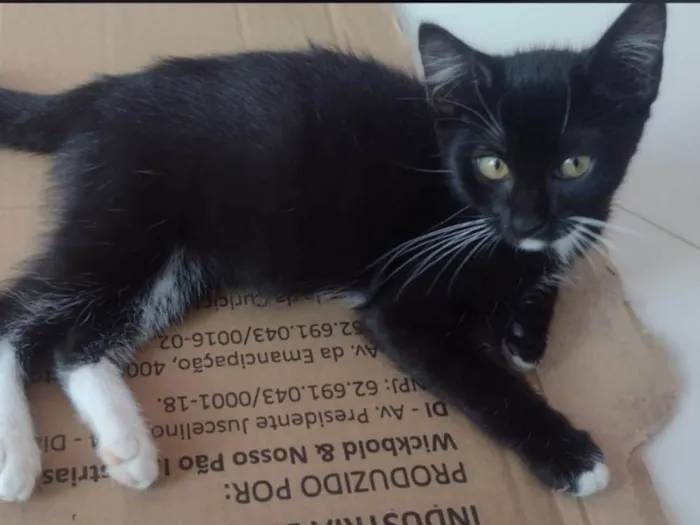 Gato ra a SRD-ViraLata idade Abaixo de 2 meses nome Lola