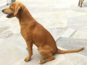 Cachorro raça Labrador com vira lata  idade 2 a 6 meses nome Lalo, Belinha e paçoca 