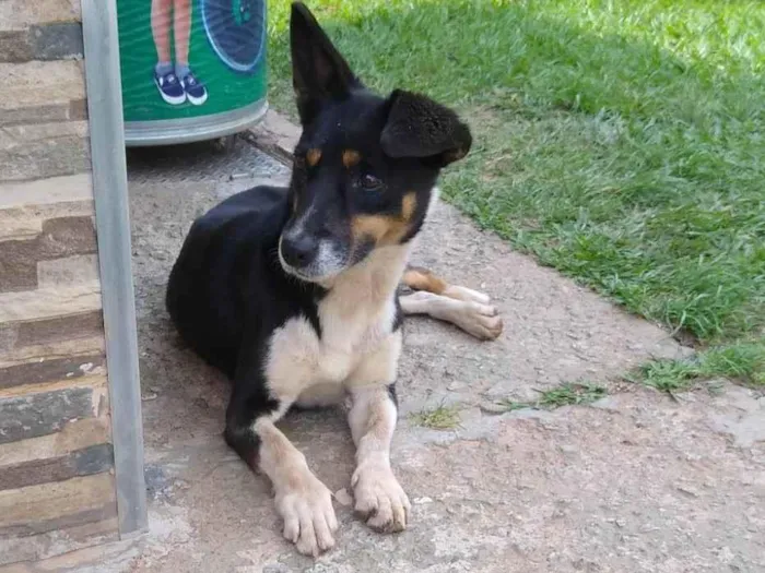 Cachorro ra a SRD-ViraLata idade 1 ano nome Desconhecido