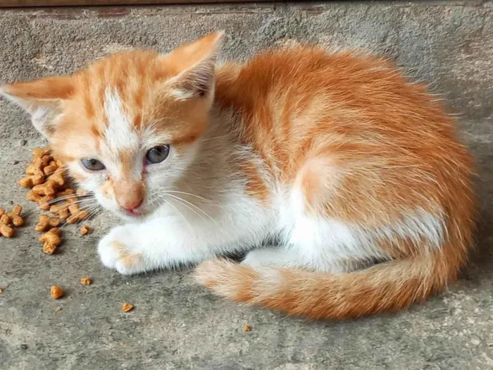 Gato ra a Normal idade Abaixo de 2 meses nome Sem nome