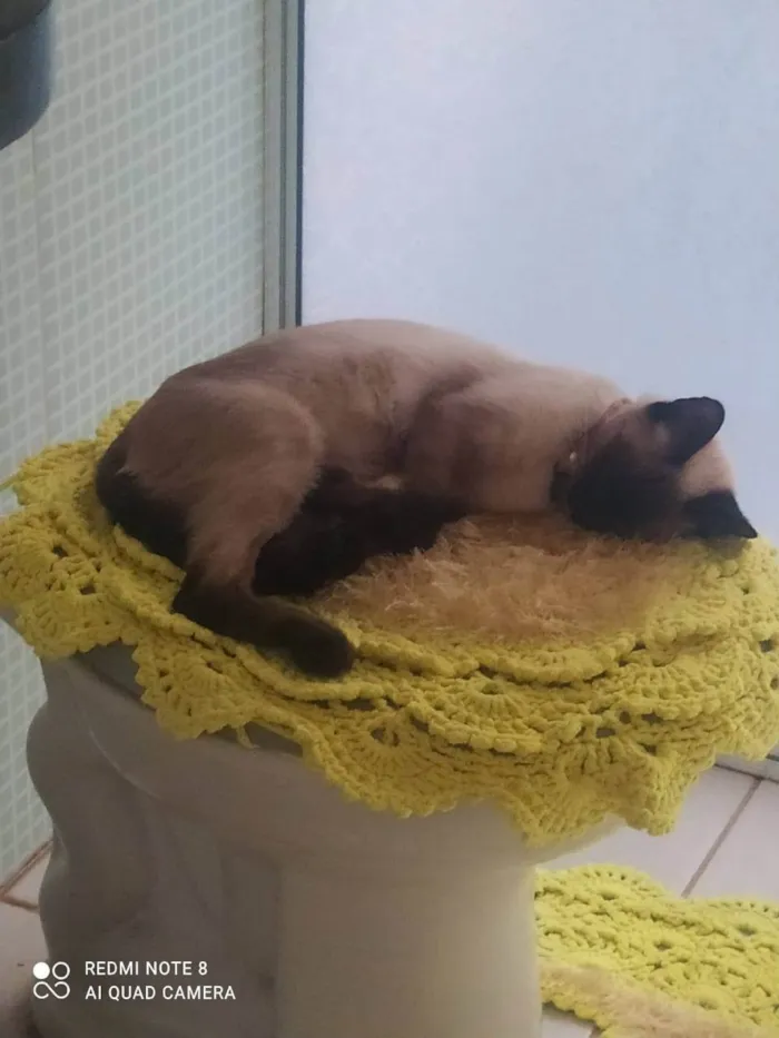 Gato ra a Siamês idade 3 anos nome Charllote