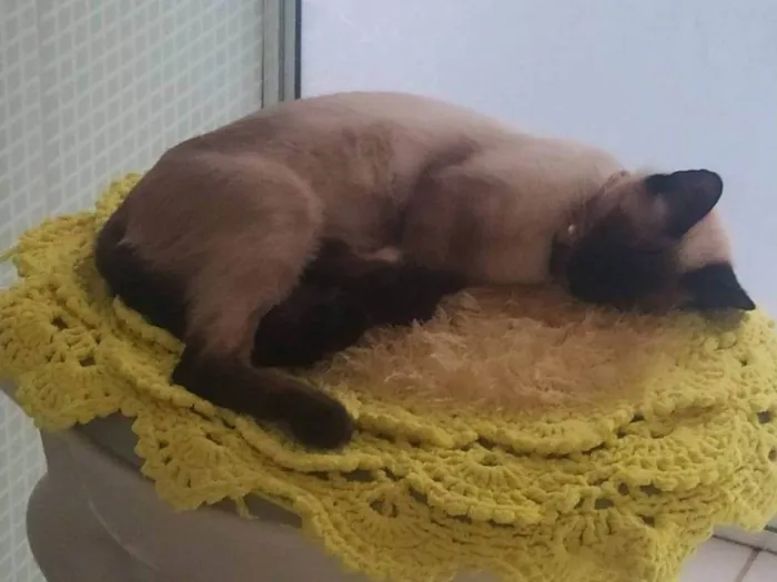 Gato ra a Siamês idade 3 anos nome Charllote