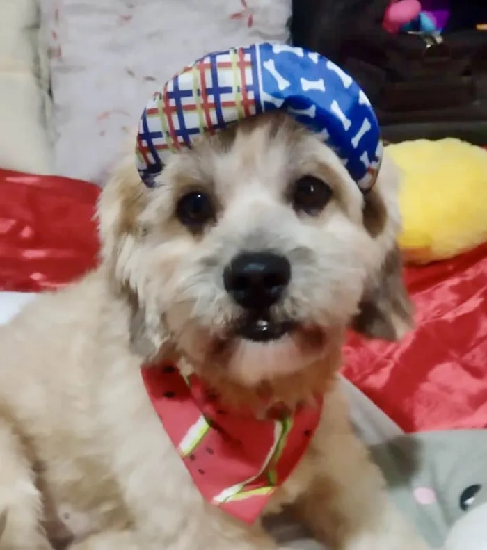 Gato ra a Shitzu  idade 1 ano nome Beethoven 