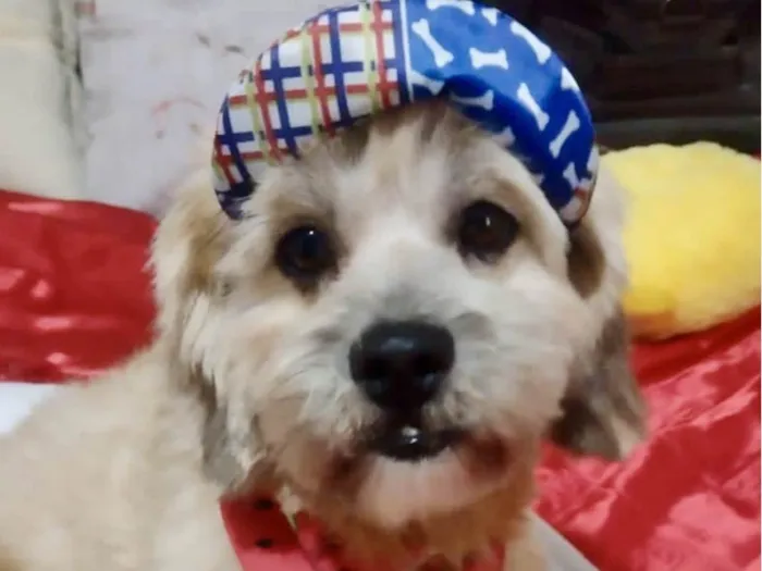 Gato ra a Shitzu  idade 1 ano nome Beethoven 