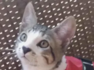 Gato raça Mestico  idade 2 a 6 meses nome Fred 