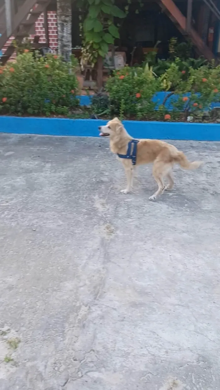 Cachorro ra a SRD-ViraLata idade 6 ou mais anos nome Tobi