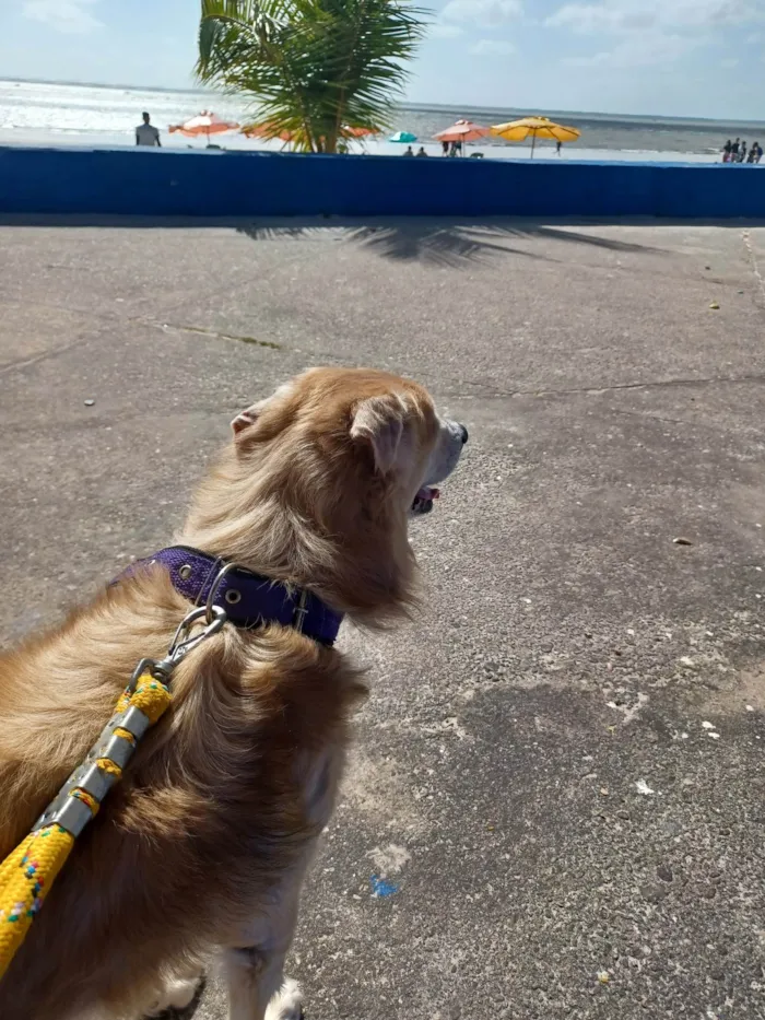 Cachorro ra a SRD-ViraLata idade 6 ou mais anos nome Tobi