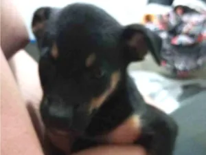 Cachorro raça Srd idade Abaixo de 2 meses nome Paçoquinha 