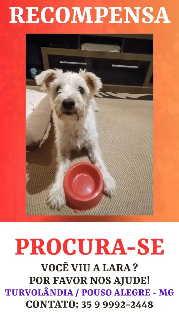 Cachorro ra a SRD-ViraLata idade 6 ou mais anos nome GRATIFICA - LARA