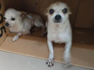 Cachorro raça Pincher com Chihuahua  idade 6 ou mais anos nome Mel e Pipoca