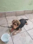Dudu 