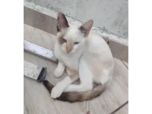 Gato raça SRD-ViraLata idade 2 a 6 meses nome Cristal
