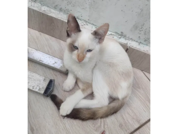 Gato ra a SRD-ViraLata idade 2 a 6 meses nome Cristal