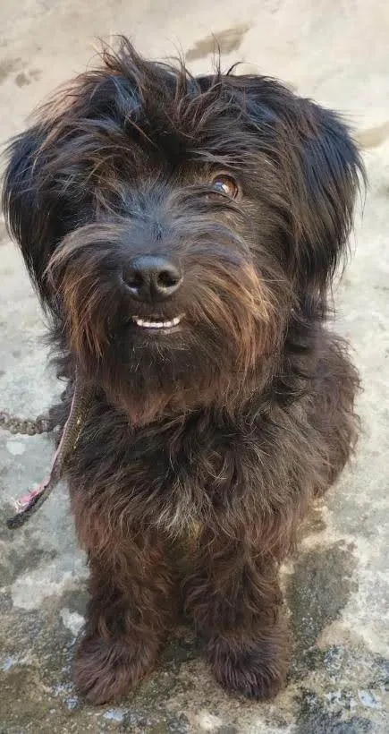 Cachorro ra a SRD-ViraLata idade 1 ano nome Bob