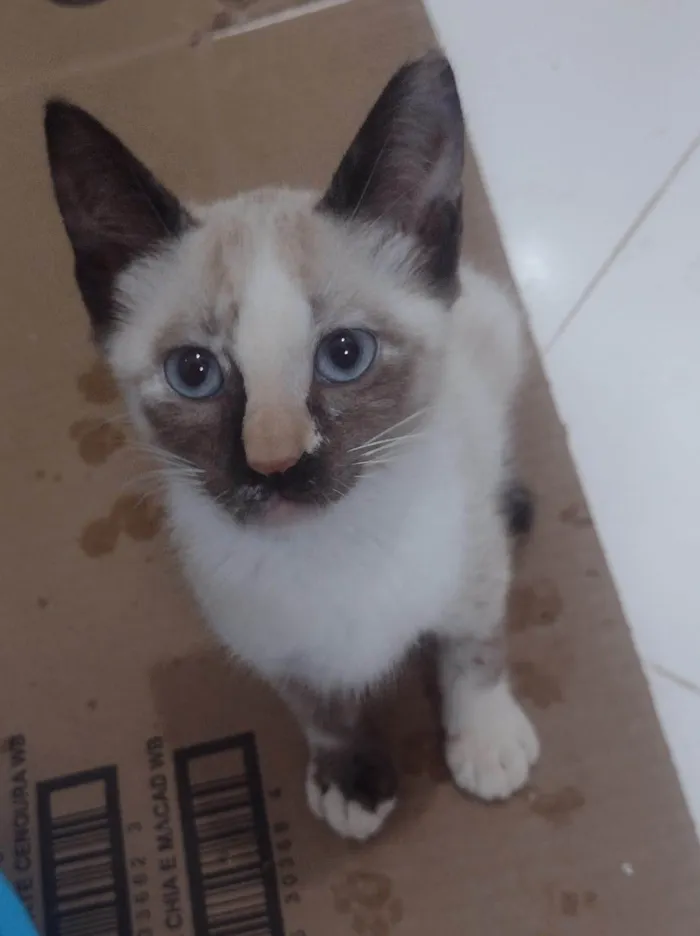 Gato ra a SRD-ViraLata idade 2 a 6 meses nome Molly